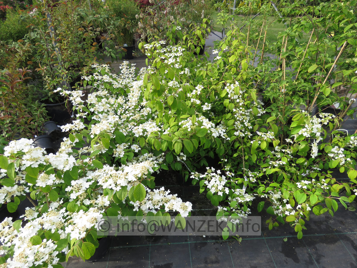 Viburnum plicatum Cascade links + rechts Kilimandjaro.JPG